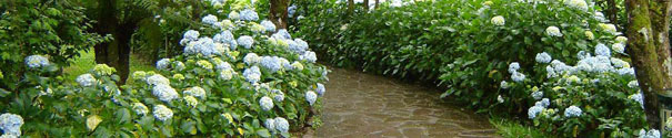 Enxergue as flores