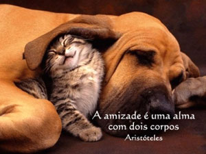 Como cães e gatos