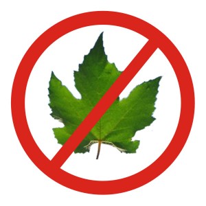 Vamos proibir as plantas que originam as bebidas alcoólicas também